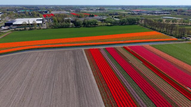 Aerial view of vibrant multicolored tulip fields and tilled soil. Drone landscape of geometric orange, red, and pink spring flower plantations with water canals in the Netherlands, panorama.