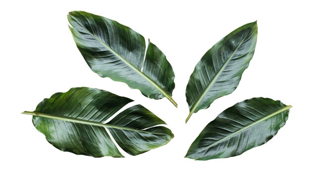 Four vibrant dark green tropical palm leaves with detailed veins and glossy textures arranged in a natural cluster isolated as high resolution elements on transparent background