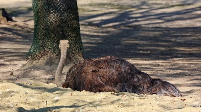 The common ostrich, Struthio camelus, or simply ostrich, is a species of large flightless birds native to Africa. It is one of two extant species of ostriches