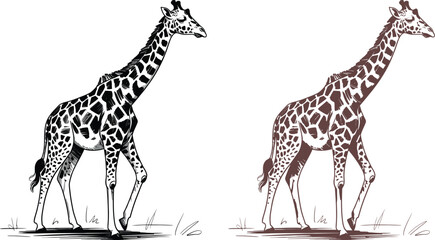 Vintage giraffe hand drawn sketch vector, detailed safari animal illustration set, black and brown ink giraffe silhouettes for nature branding © mafia009