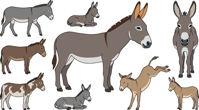 Cute brown and grey donkey vector illustration set featuring domestic farm animals walking kicking standing and lying isolated on plain white background