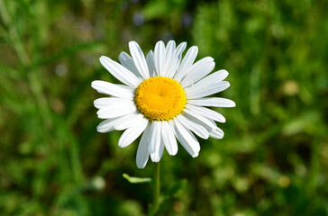 Fototapeta premium Close-up of a white daisy flower in a green field chamomile in sunlight Matricaria