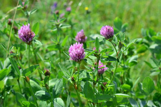 Red Clover Flowers Blooming in a Green Meadow front view Trifolium