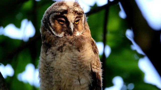Wildlife footage of a young long-eared owl (Asio otus) sitting on a maple branch. Close-up video portrait of a juvenile owl chick looking into the camera lens in summer evening light.