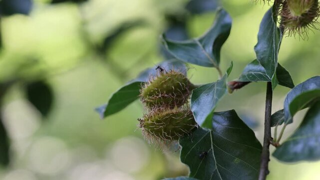 Unripe beechnuts on a beech tree branch moving in the wind