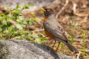 drozd wędrowny (Turdus migratorius)  © Grzegorz