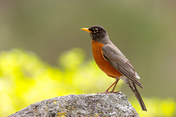 drozd wędrowny (Turdus migratorius)  © Grzegorz