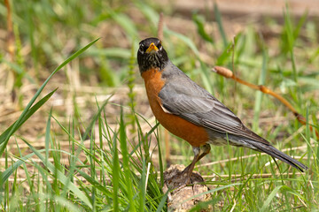 drozd wędrowny (Turdus migratorius)  © Grzegorz