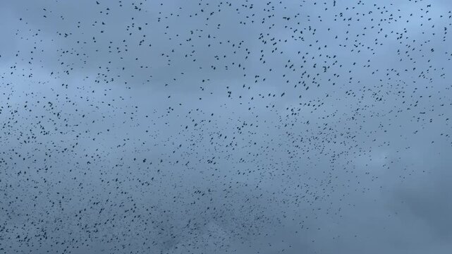 Large flocks birds in murmuration in winter as starlings in many thousands roost together for protection slow motion 120fps England UK 4K