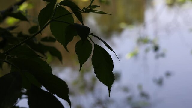 Silhouetted green leaves reflecting in water