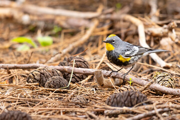 lasówka pstra (Setophaga coronata) © Grzegorz