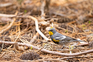 lasówka pstra (Setophaga coronata) © Grzegorz