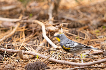 lasówka pstra (Setophaga coronata) © Grzegorz
