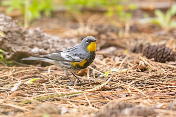 lasówka pstra (Setophaga coronata) © Grzegorz