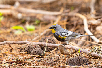 lasówka pstra (Setophaga coronata) © Grzegorz