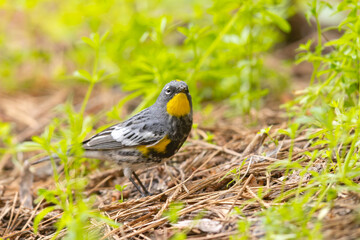 lasówka pstra (Setophaga coronata) © Grzegorz