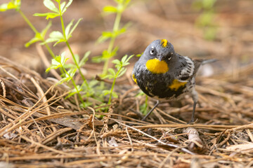 lasówka pstra (Setophaga coronata) © Grzegorz