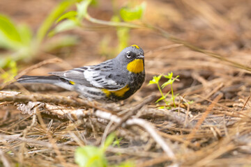 lasówka pstra (Setophaga coronata) © Grzegorz