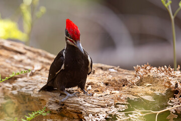 Dzięcioł smugoszyi (Dryocopus pileatus)  © Grzegorz