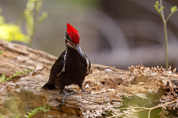 Dzięcioł smugoszyi (Dryocopus pileatus)  © Grzegorz
