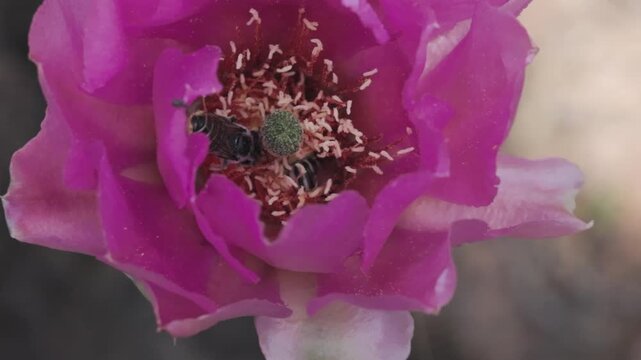 One native bee digs deep into the stamens of a pink prickly pear cactus flower then another flies in and does the same before backing out and bumping into several petals before flying away again.