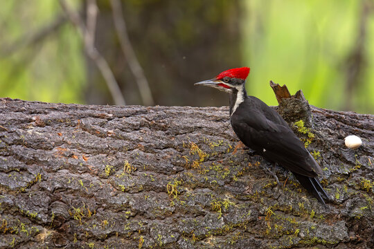 Dzięcioł smugoszyi (Dryocopus pileatus) 