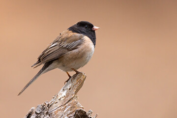 junko zwyczajny (Junco hyemalis) © Grzegorz