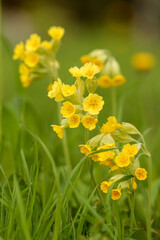 Fototapeta premium Primula veris, the cowslip, common cowslip, or cowslip primrose is a herbaceous variable evergreen or semi-evergreen perennial flowering plant (syn. Primula officinalis).