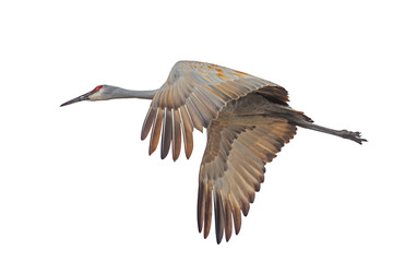 Obraz premium A Sandhill Crane Flies Isolated White Background