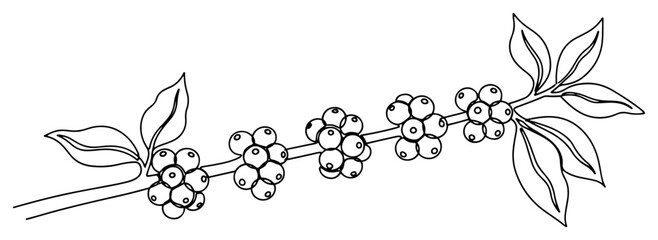 Coffee branch with berries and leaves in minimalist continuous line art style © Amelia