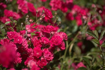 Obraz premium Red ground cover rose