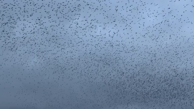 Large flocks birds in murmuration in winter as starlings in many thousands roost together for protection slow motion 120fps England UK 4K