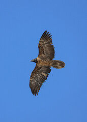 Obraz premium Eagle in the sky
