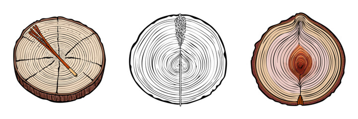 Fototapeta premium Tree ring patterns and onion layers illustration set showing growth and structure