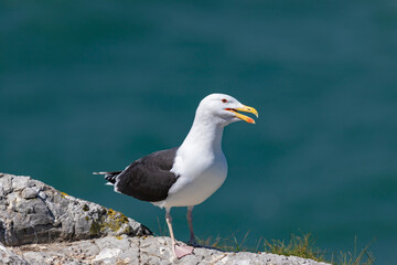 Fototapeta premium A seagull on the rocks of an island against the backdrop of nature