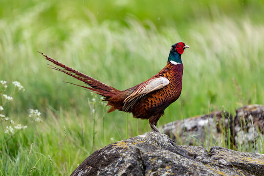 Ring-necked Pheasant on a rock on natural background