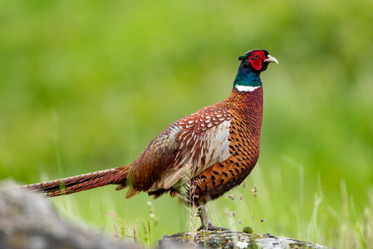 Ring-necked Pheasant on a rock on natural background