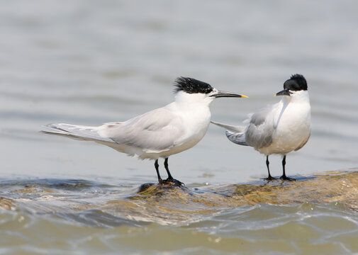 A pair of Sandwich Terns (Thalasseus sandvicensis) in breeding plumage stand close together on a floating log in water during a courtship display, featuring an explicit ИРФ layout.