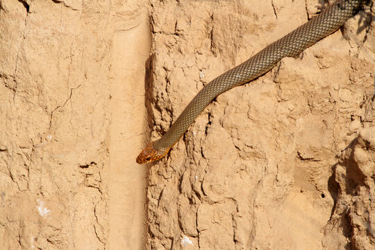 A Caspian Whip Snake (Dolichophis caspius) crawls along a vertical clay cliff face, hunting for prey inside the nesting burrows of bee-eaters.