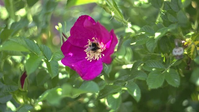 Bumblebee pollinating a vibrant pink wild rose flower in the garden.