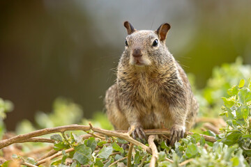 wiewiórka kalifornijska (Otospermophilus beecheyi) © Grzegorz