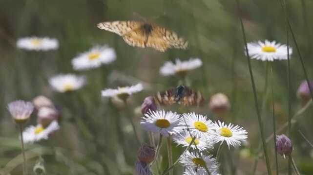 A Variegated Fritillary butterfly feeding from a fleabane flower on a breezy sunny day is bumped off the flower by a smaller Field Crescent butterfly and tries to chase it away unsuccessfully. 