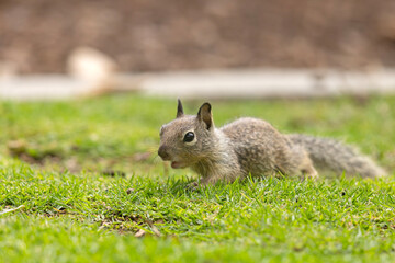 wiewiórka kalifornijska (Otospermophilus beecheyi) © Grzegorz