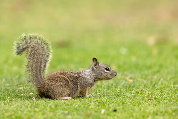 wiewiórka kalifornijska (Otospermophilus beecheyi) © Grzegorz