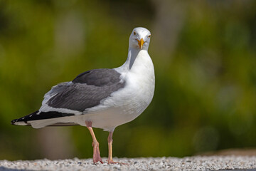 mewa zachodnia (Larus occidentalis) © Grzegorz