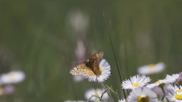 A Variegated Fritillary butterfly hangs onto a fleabane flower as it sways back and forth in the breeze on a sunny spring day while enjoying the nectar before flying away.