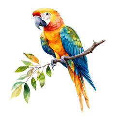 watercolor of Parrot illustration, isolated on a white background. © lunaris