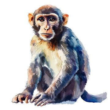 Monkey, illustration watercolor artwork with subtle gradients and elegant contours, isolated on a white background.
