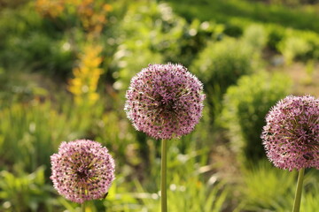 Obraz premium Purple Gladiator Allium flowers blooming in a sunny garden with backlighting