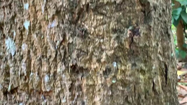 Detailed texture of an old tree trunk covered with light moss in a tropical forest
